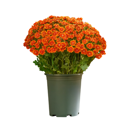🌼- Künstliche Chrysanthemen für den Außenbereich (Sunset Mums) - UV-beständig, wasserdicht, windfest