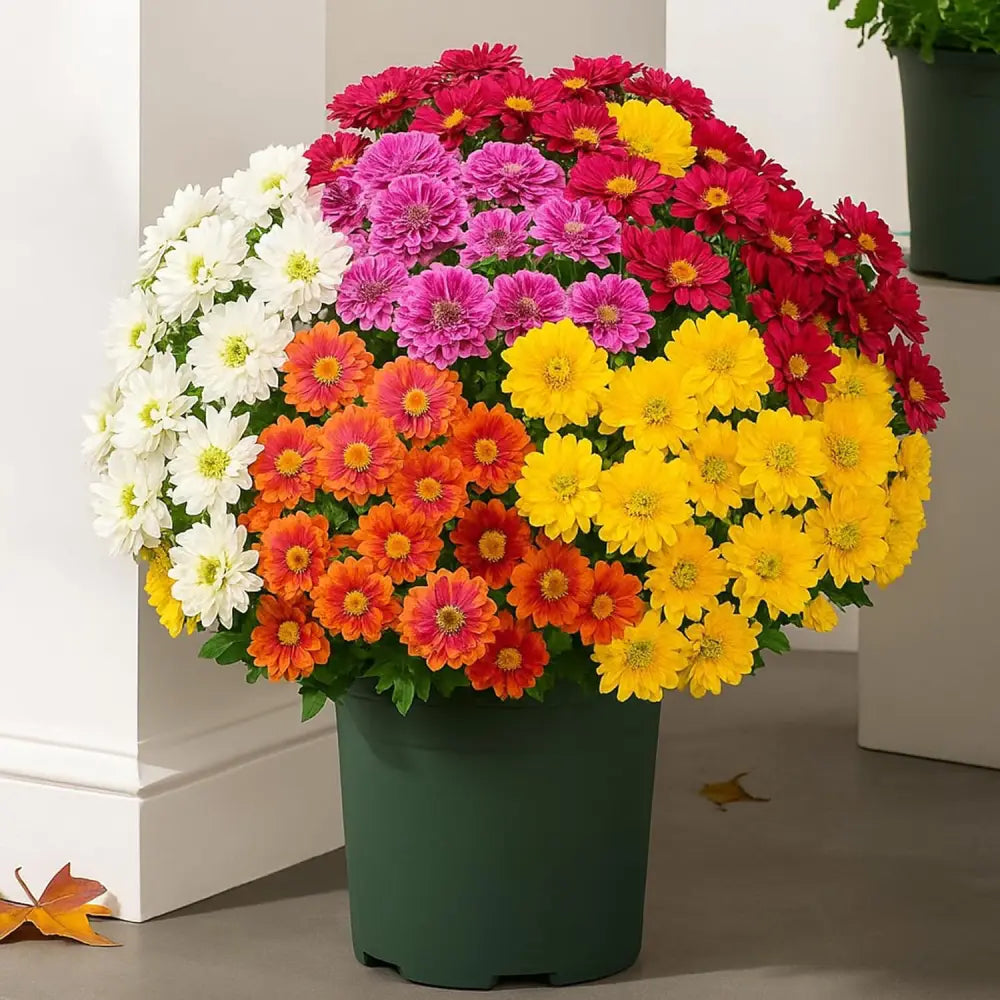 🌼- Künstliche Chrysanthemen für den Außenbereich (Sunset Mums) - UV-beständig, wasserdicht, windfest