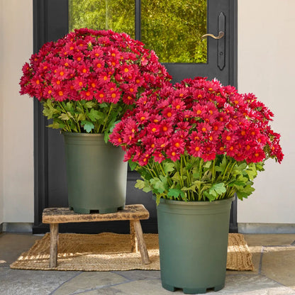 🌼- Künstliche Chrysanthemen für den Außenbereich (Sunset Mums) - UV-beständig, wasserdicht, windfest