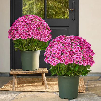 🌼- Künstliche Chrysanthemen für den Außenbereich (Sunset Mums) - UV-beständig, wasserdicht, windfest